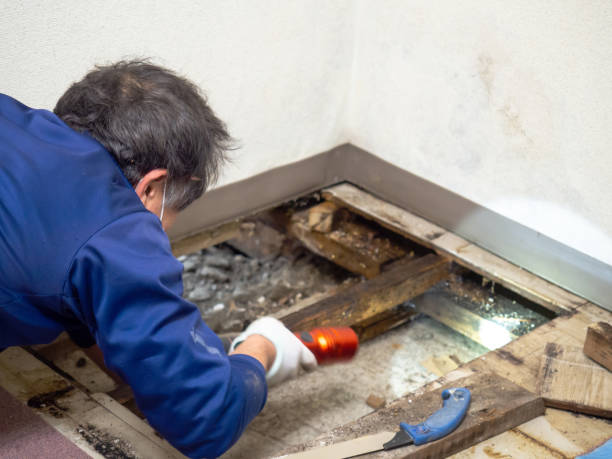 Best Attic Mold Removal  in Ball Ground, GA