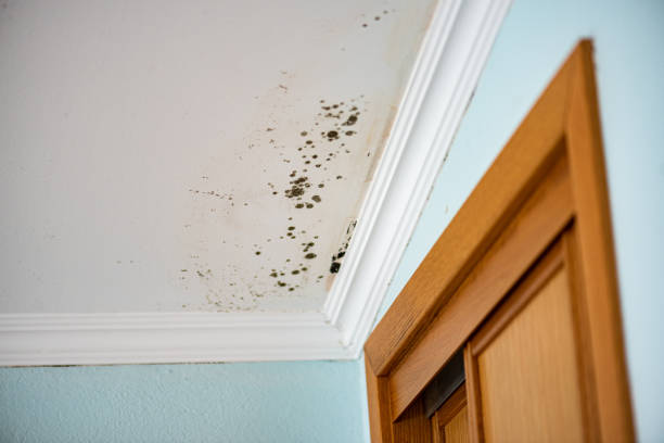 Best Fast Mold Removal  in Ball Ground, GA