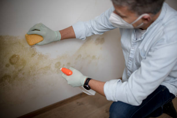 Trusted Ball Ground, GA Mold Removal Experts