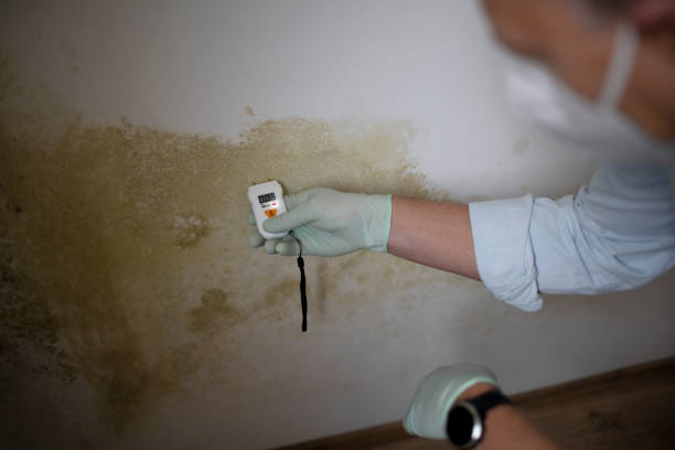 Best Affordable Mold Removal  in Ball Ground, GA