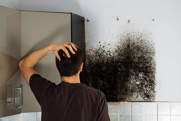 Office Mold Removal Services in Ball Ground, GA