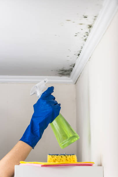 Best Toxic Mold Removal  in Ball Ground, GA